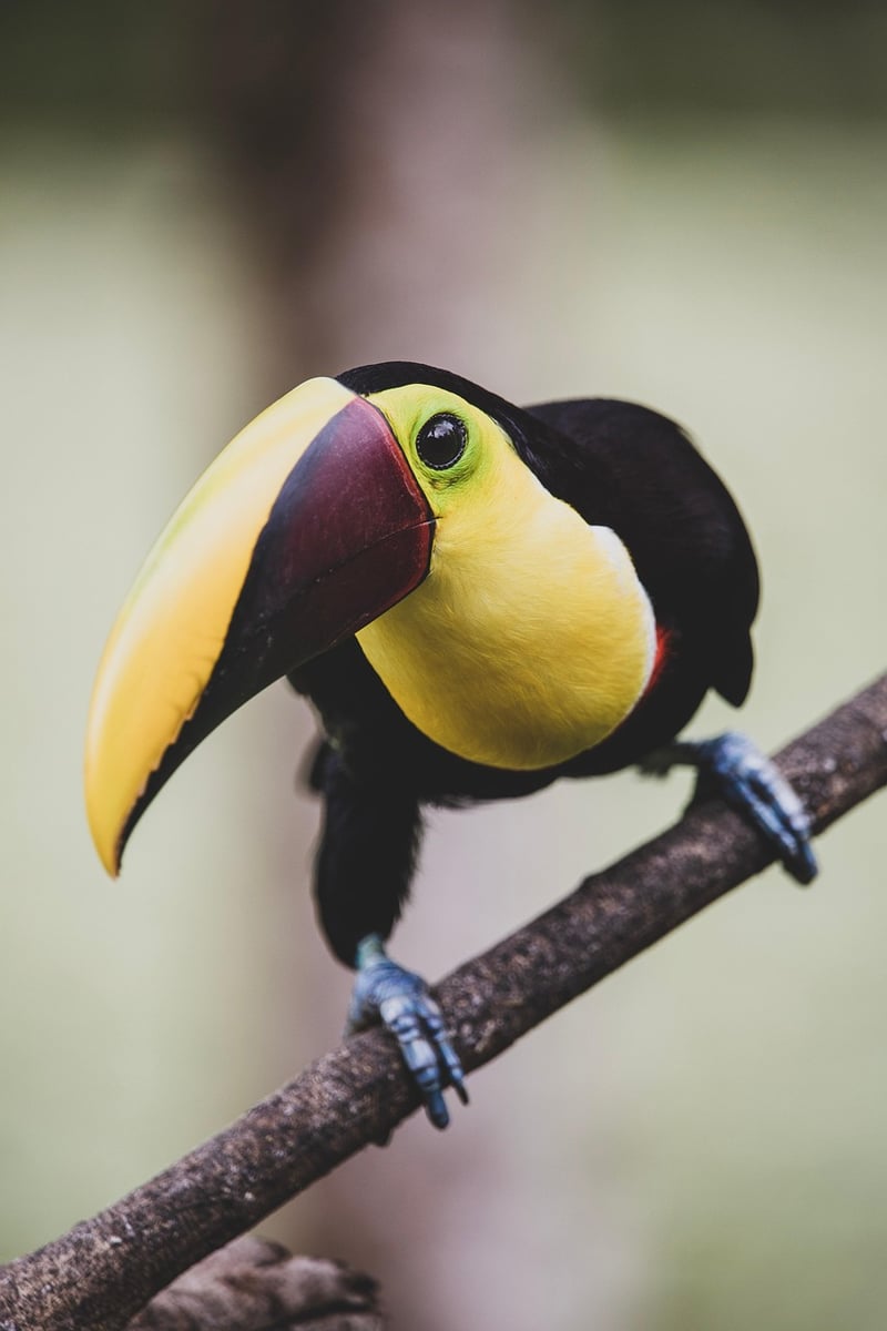 Costa Rica rainforest